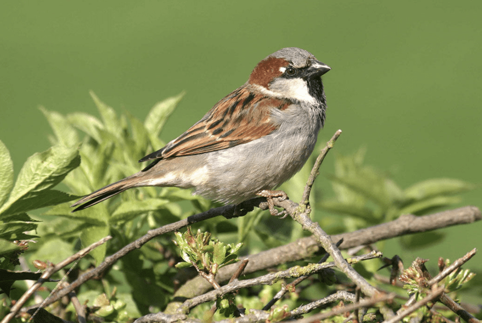 10 Sparrow Facts