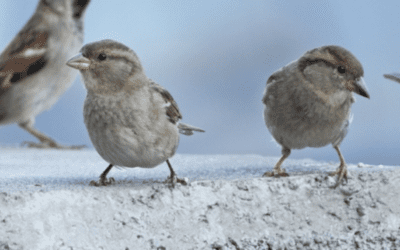 Damages Caused by Sparrows