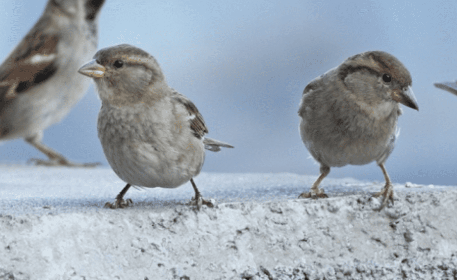 Damages Caused by Sparrows