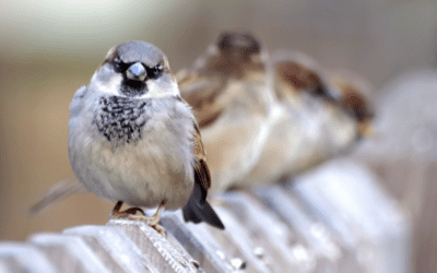 Why The House Sparrows Are Unwelcome