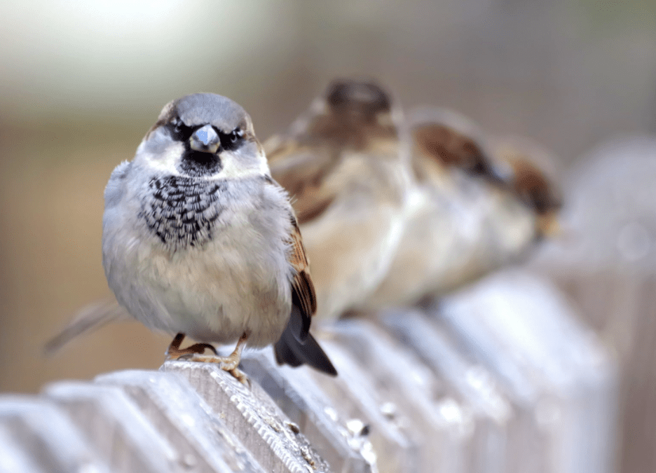Why The House Sparrows Are Unwelcome