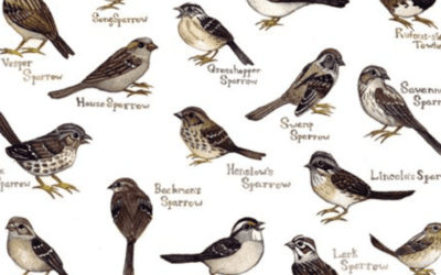 Most Common Types of Sparrow