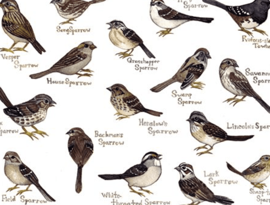 Most Common Types of Sparrow