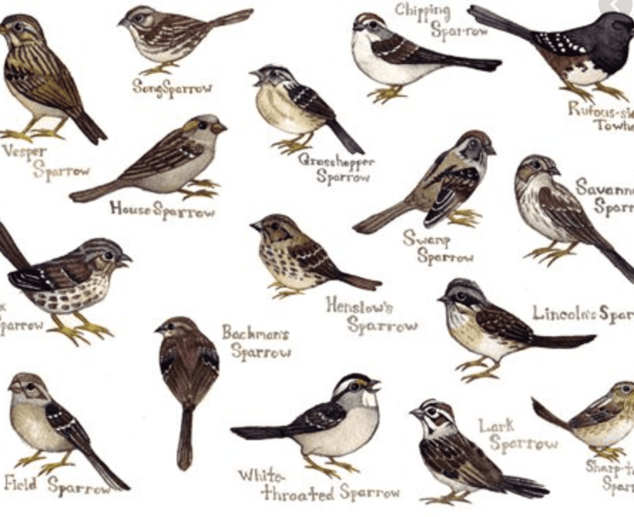 Sparrow Identification Chart Portal posgradount edu pe Sparrow Identification Chart Portal posgradount edu pe