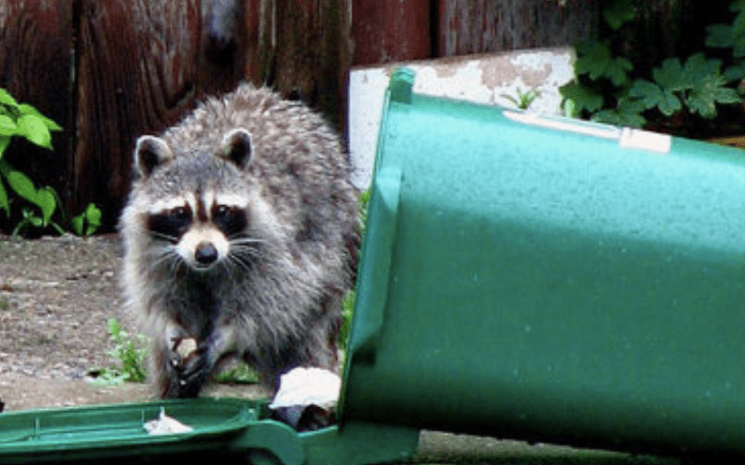 How To Keep Raccoons Away From Trash