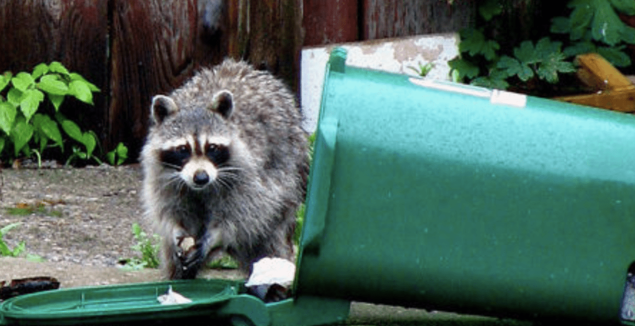 How To Keep Raccoons Away From Trash - Animal Deterrent Products