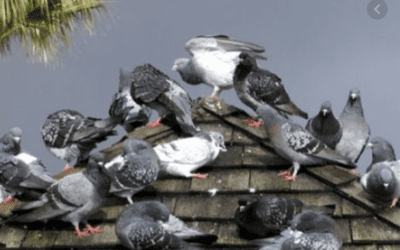 How to Get Rid of Pigeons