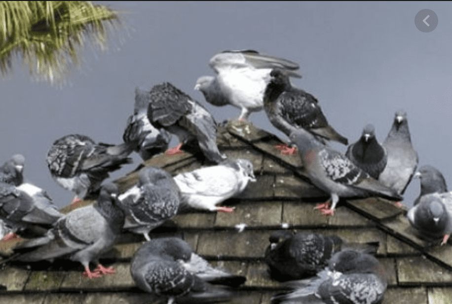 How to Get Rid of Pigeons