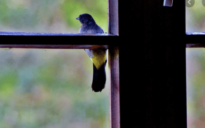 What To Do About Birds That Get In Your House