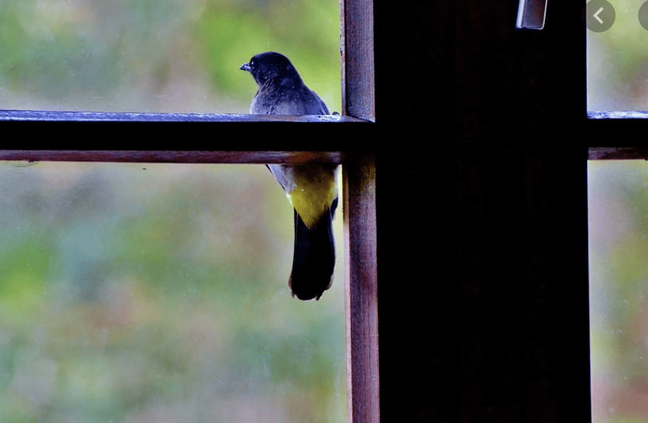 What To Do About Birds That Get In Your House