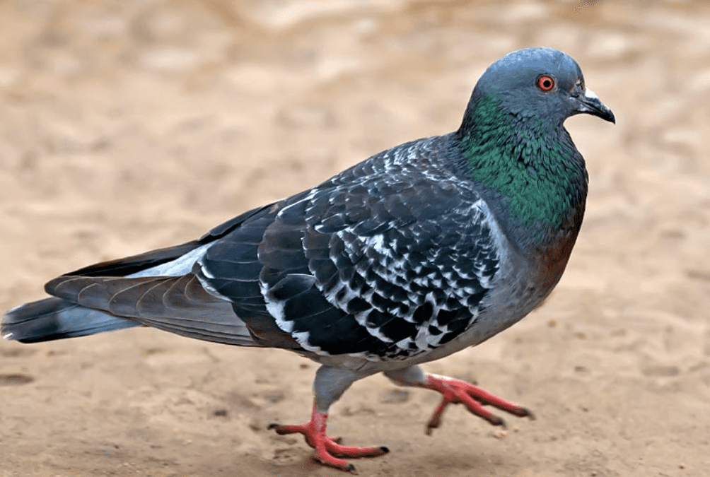 How to Get Rid of Pigeons Humanely