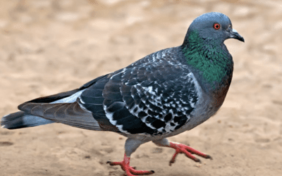 Visual deterrents and physical barriers as non-lethal pigeon control on University of South Africa’s Muckleneuk campus