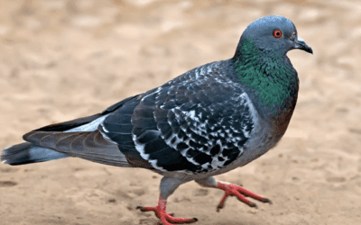 How to Get Rid of Pigeons Humanely