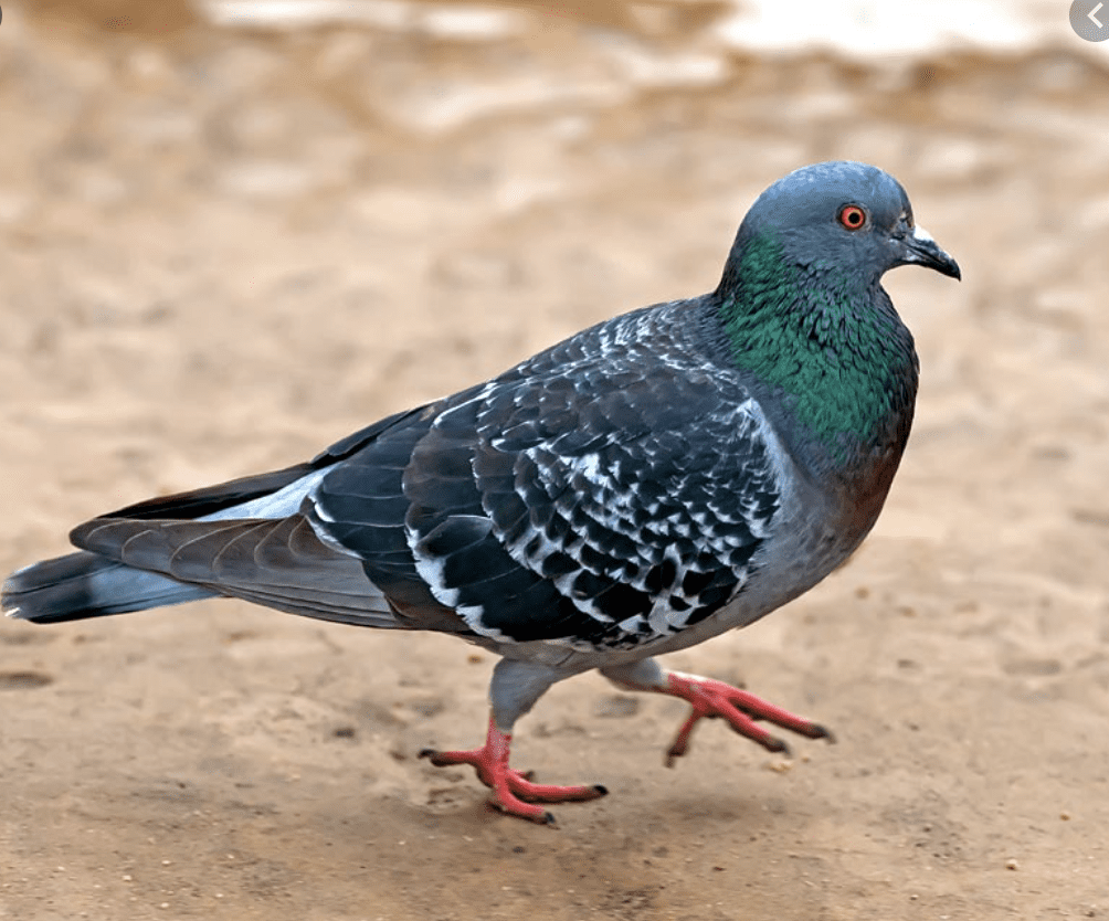 Pigeon  The Canadian Encyclopedia