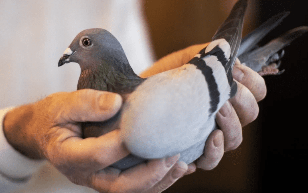 How Do Homing Pigeons Find Home?