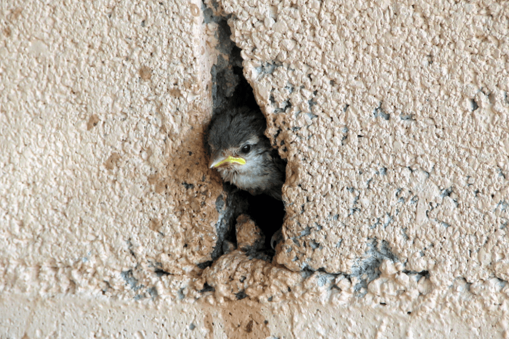 What Do I Do With a Bird Trapped in My Wall?