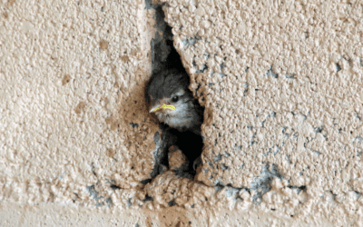 What Do I Do With a Bird Trapped in My Wall?