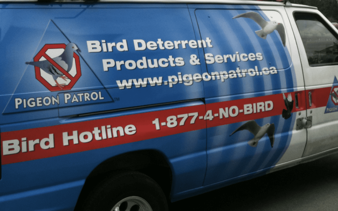 Why You Should Hire A Professional Bird Control Company