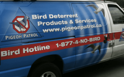 Why You Should Hire A Professional Bird Control Company