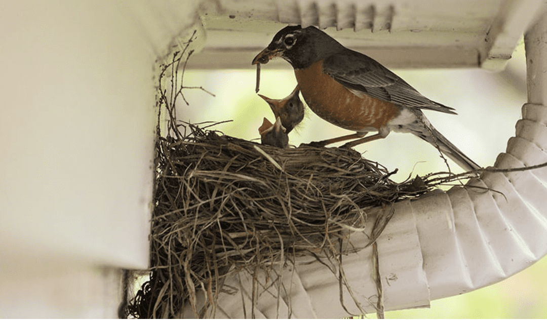 Seasonal and General Behavior of Pest Birds