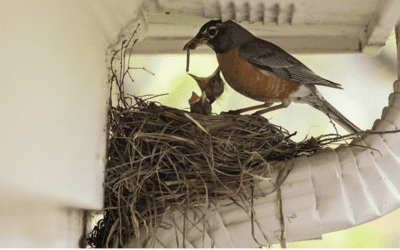 Seasonal and General Behavior of Pest Birds