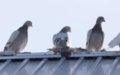 Pigeon Shooting