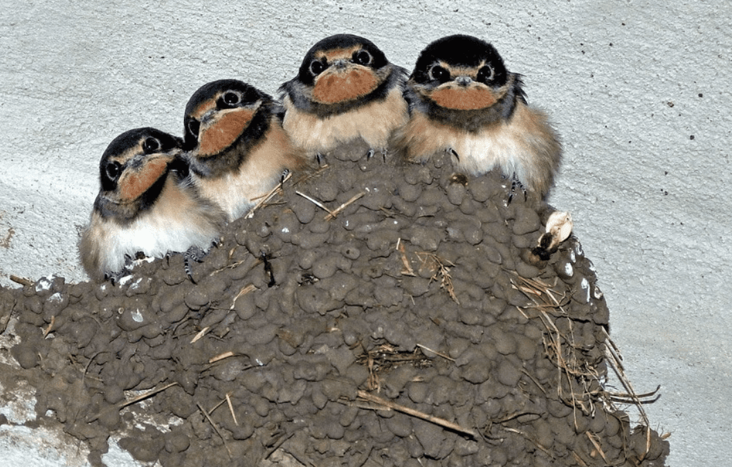 Why Swallows Are Considered Pests