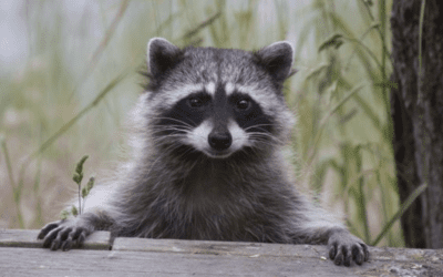 Why Are Raccoons Considered Pests?