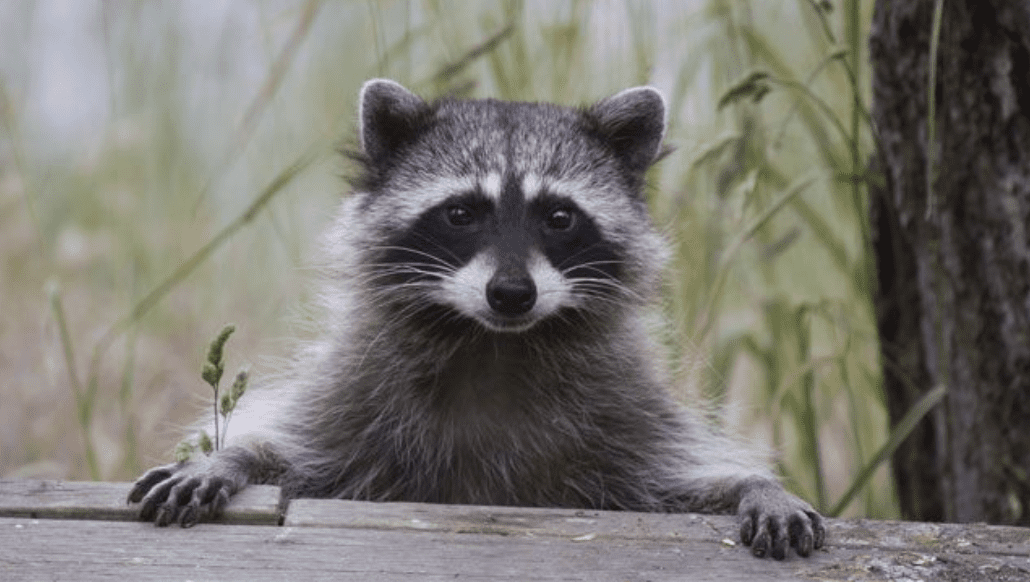 Why Are Raccoons Considered Pests?