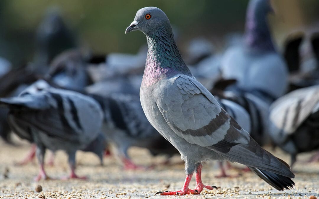 Airborne pigeons obey the pecking order