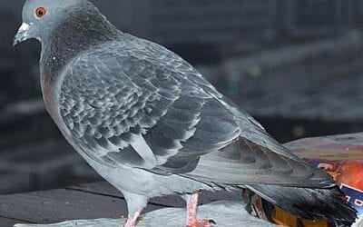Destringing Pigeons: Freeing Feet and Opening Minds