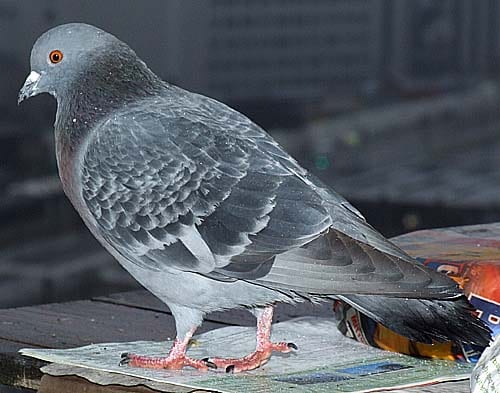 Destringing Pigeons: Freeing Feet and Opening Minds