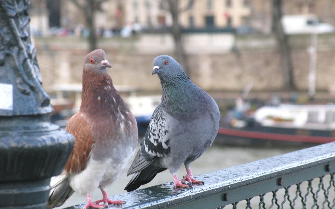 Attaching Small Weights To Pigeons Helps Them Shoot Up In The Social Hierarchy