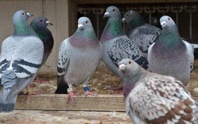 HOW CAN I KEEP PIGEONS OUT OF MY FACTORY?