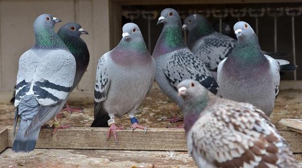 Should you be worried about nesting pigeons?