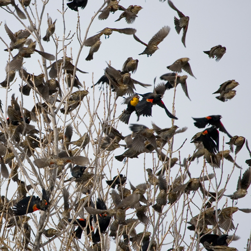 Hundreds call for end to TransLink’s practice of trapping and killing pigeons