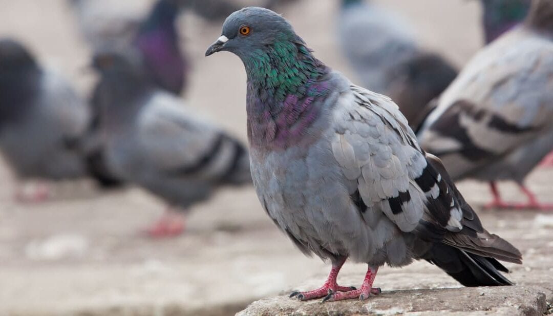 Sound Deterrent For Birds