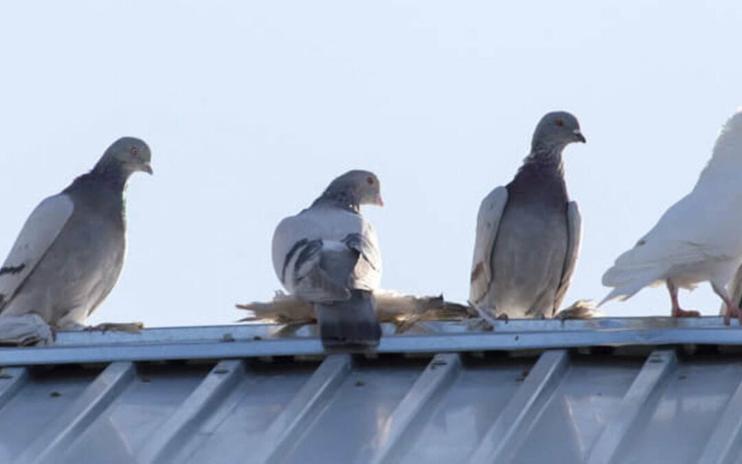 Pesky pigeons and their toxic poo closes riverside walkway by RSC