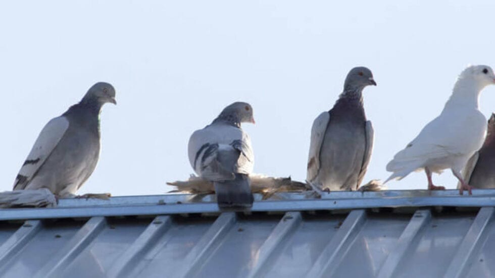 Why do pigeons bob their heads when they walk? Pigeon Patrol Canada