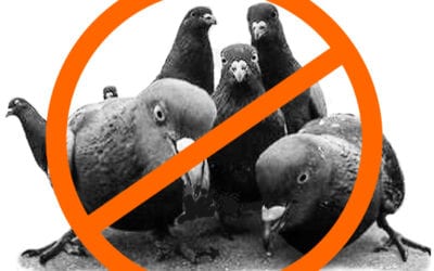 Why the Passenger Pigeon Went Extinct