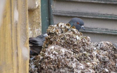 How to Clean Pigeon Poop Off a Balcony
