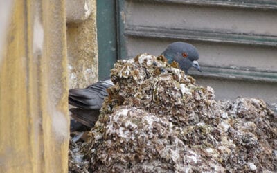 Are we overestimating risk of enteric pathogen spillover from wild birds to humans?