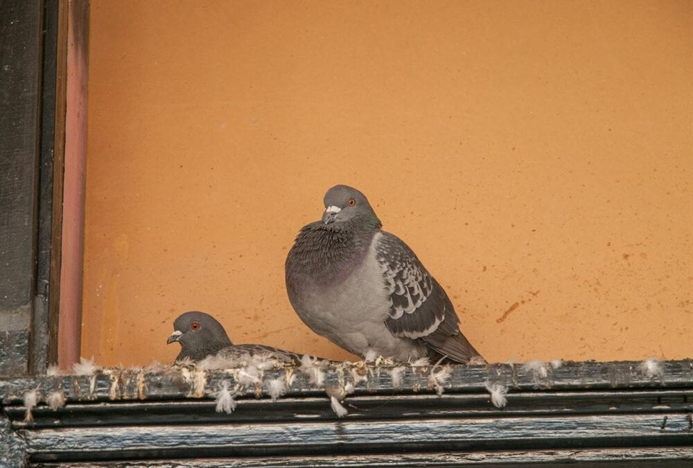 How to Get Rid of Birds’ Nests in Your Gutters