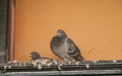 How to Get Rid of Birds’ Nests in Your Gutters