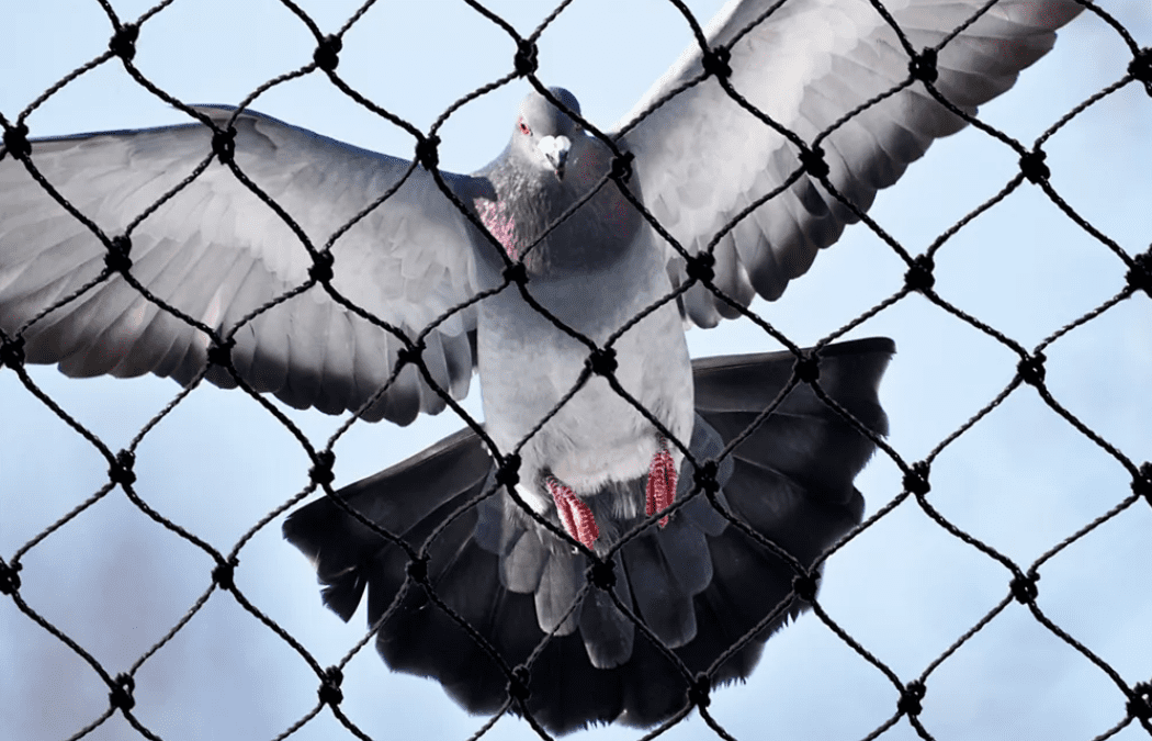 Man caught on video capturing pigeons with net and cage in Scarborough