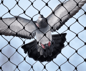 bird netting vancouver
