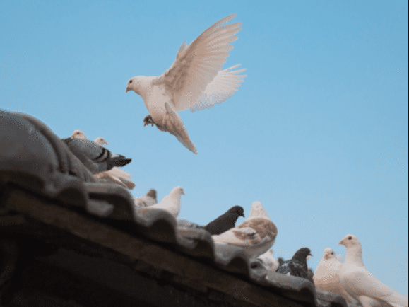 Pigeon pirates are spotted illegally catching birds on the streets of Manhattan