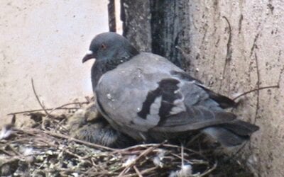 Bird prevention; How to get rid of birds nesting in your eaves