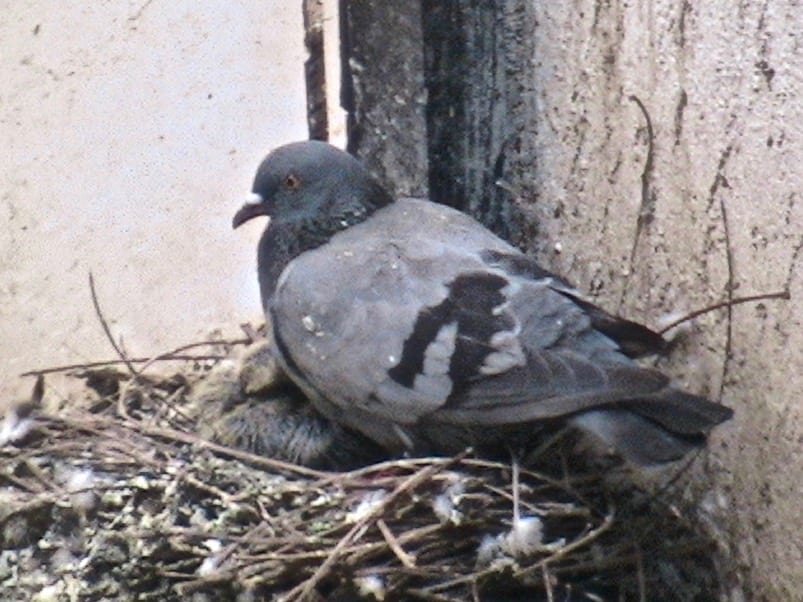 Pigeon ‘backpacks’ track flock voting