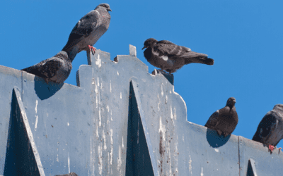 Pigeon problem at parliament – your views online
